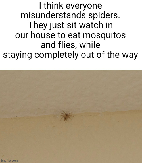 misunderstood house spider meme