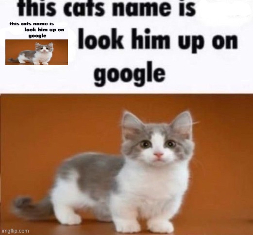 this cats name is x look him up on google | image tagged in this cats name is x look him up on google | made w/ Imgflip meme maker