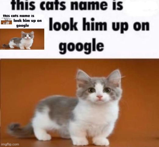 this cats name is x look him up on google | image tagged in this cats name is x look him up on google | made w/ Imgflip meme maker
