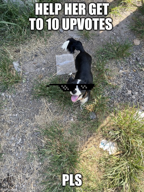 Rosie | HELP HER GET TO 10 UPVOTES; PLS | image tagged in rosie | made w/ Imgflip meme maker