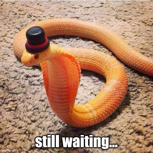 Dapper Snek | still waiting... | image tagged in dapper snek | made w/ Imgflip meme maker