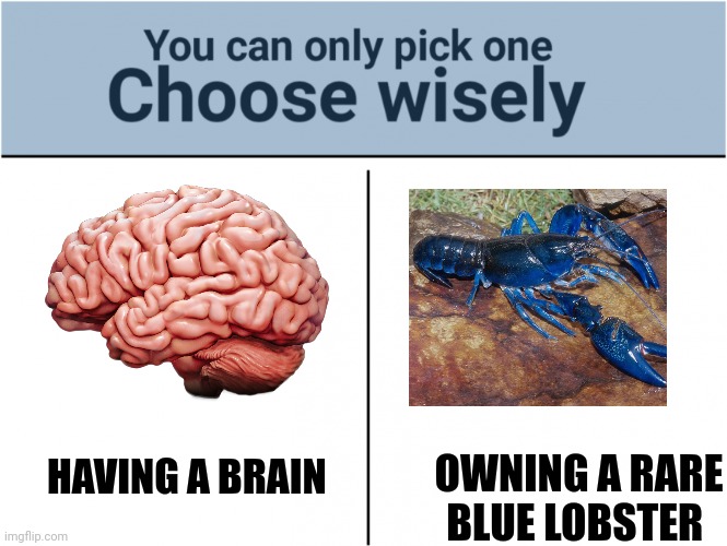 Brain or lobster | OWNING A RARE BLUE LOBSTER; HAVING A BRAIN | image tagged in you can pick only one choose wisely | made w/ Imgflip meme maker