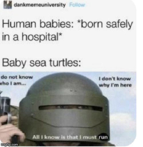 baby turtles first learn to RUN FAST | image tagged in baby,birth,turtle,funny,true,xd | made w/ Imgflip meme maker