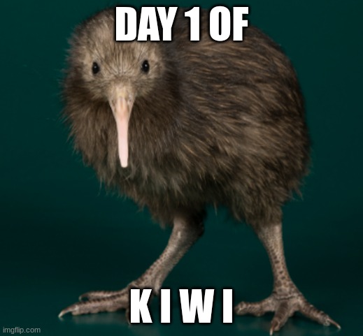 Day 1 of kiwi | DAY 1 OF; K I W I | image tagged in kiwi,birds,memes,fun | made w/ Imgflip meme maker