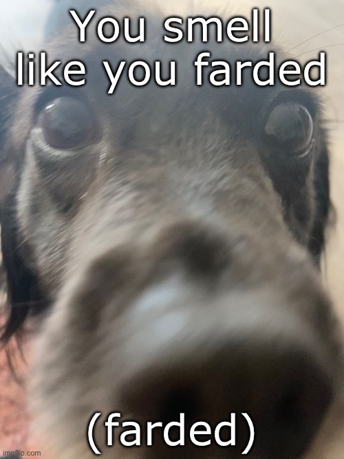 You smell like you farded | You smell like you farded; (farded) | image tagged in you smell like you farded,farded,dog,dog sniffing | made w/ Imgflip meme maker