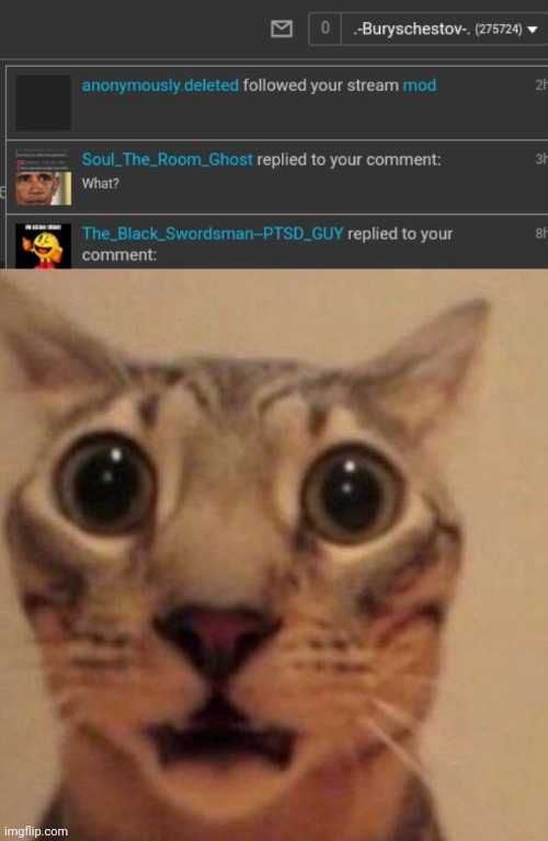 image tagged in shocked cat | made w/ Imgflip meme maker