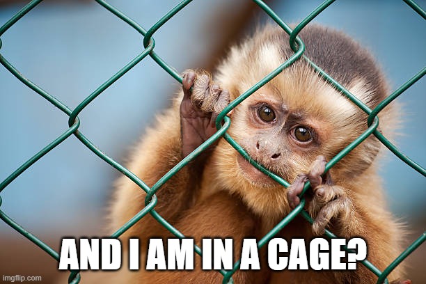 Them They | AND I AM IN A CAGE? | image tagged in monkey,monkeys,monkey business,riots,blm,black lives matter | made w/ Imgflip meme maker