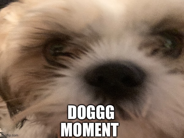 Yes, this is my dog. He is a terrier of some sort i forgor | DOGGG MOMENT | image tagged in dog meme | made w/ Imgflip meme maker
