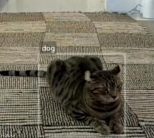 Cat being mistaken for dog | image tagged in cat being mistaken for dog | made w/ Imgflip meme maker