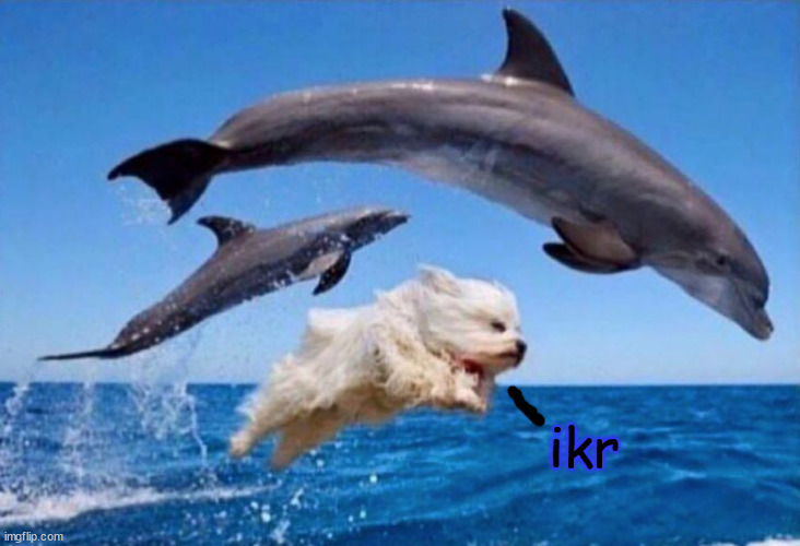 Dog swims with dolphins  | ikr | image tagged in dog swims with dolphins | made w/ Imgflip meme maker