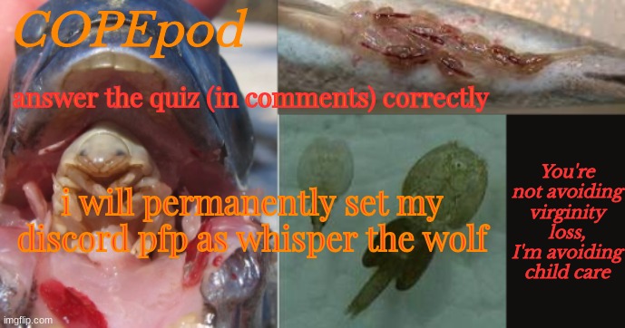 COPEpod's announcement template | answer the quiz (in comments) correctly; i will permanently set my discord pfp as whisper the wolf | image tagged in copepod's announcement template | made w/ Imgflip meme maker