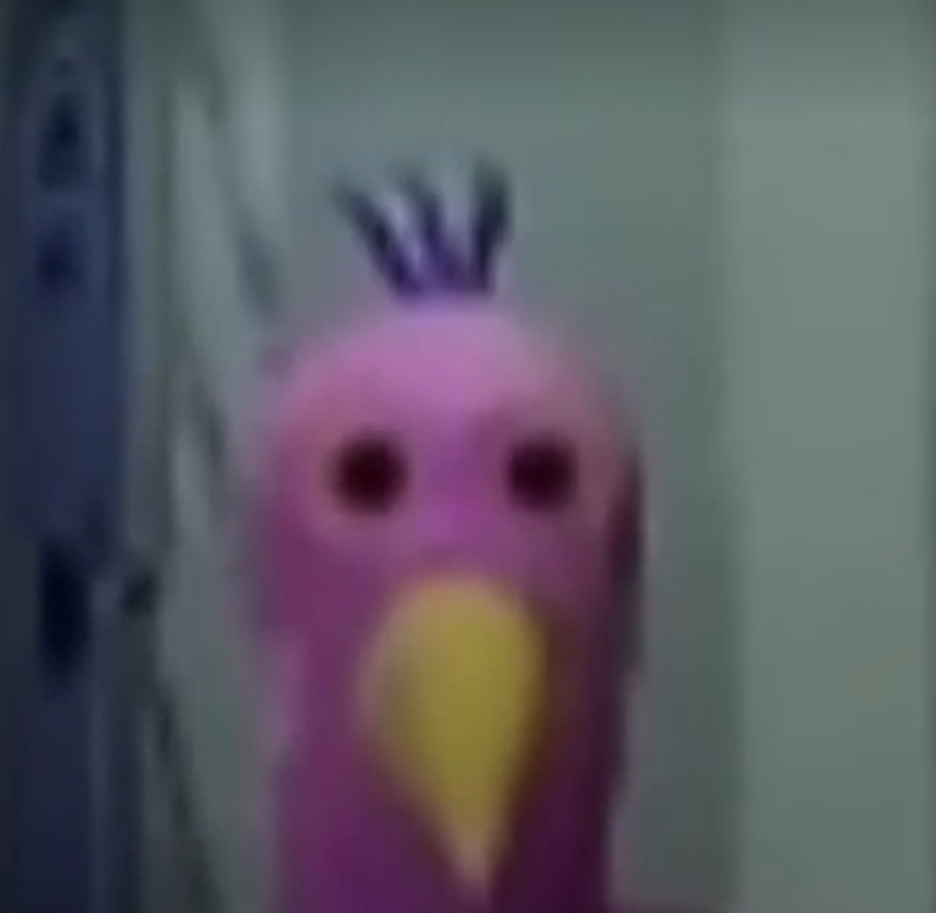 High Quality Opila bird staring Blank Meme Template
