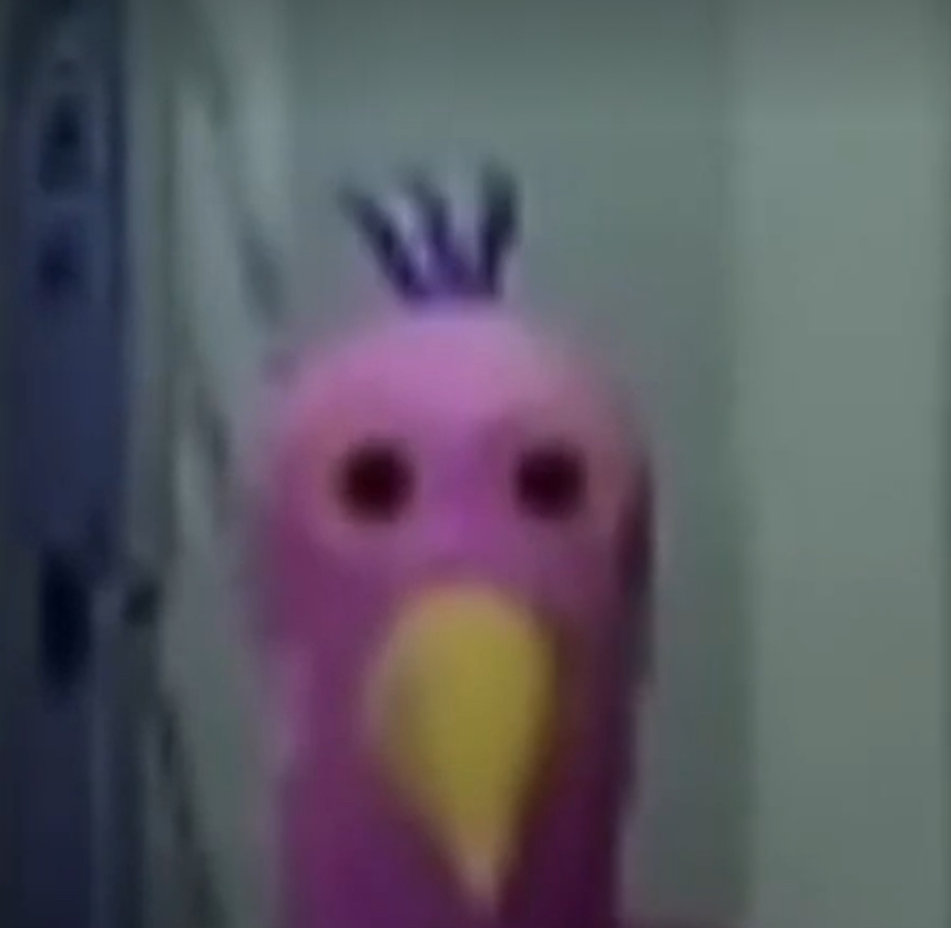 Opila bird staring Blank Meme Template