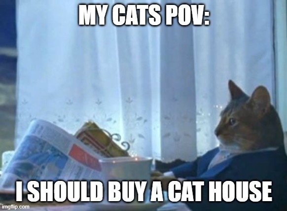 my cat is rich | MY CATS POV:; I SHOULD BUY A CAT HOUSE | image tagged in memes,i should buy a boat cat | made w/ Imgflip meme maker