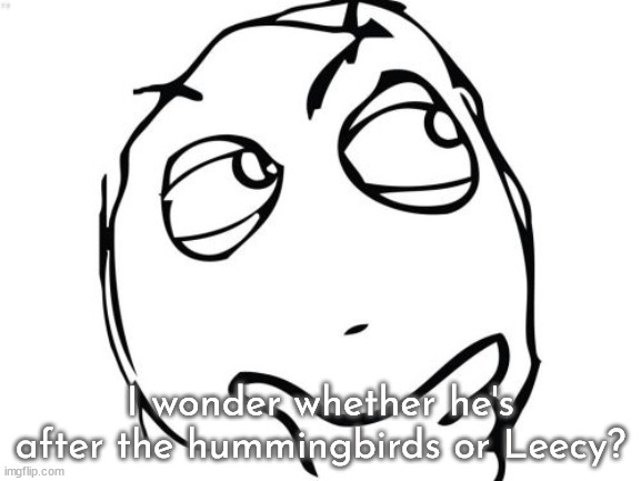 Question Rage Face Meme | I wonder whether he's after the hummingbirds or Leecy? | image tagged in memes,question rage face | made w/ Imgflip meme maker