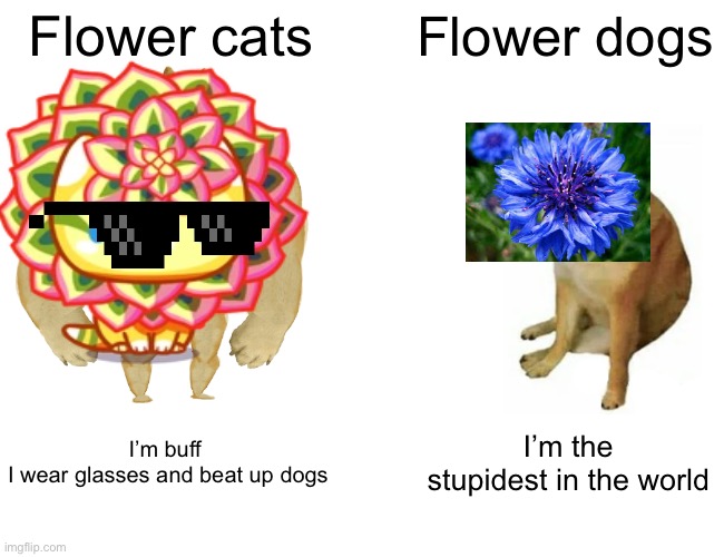 Buff Doge vs. Cheems | Flower cats; Flower dogs; I’m buff 
I wear glasses and beat up dogs; I’m the stupidest in the world | image tagged in memes,buff doge vs cheems | made w/ Imgflip meme maker