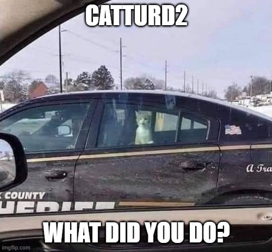 Catturd2 | CATTURD2; WHAT DID YOU DO? | image tagged in catturd2,catturd,republicans,arrested,conservatives,conservative | made w/ Imgflip meme maker