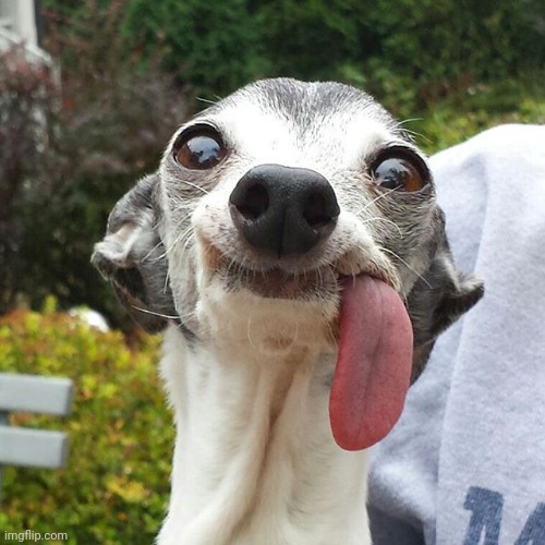 Dog tongue | image tagged in dog tongue | made w/ Imgflip meme maker