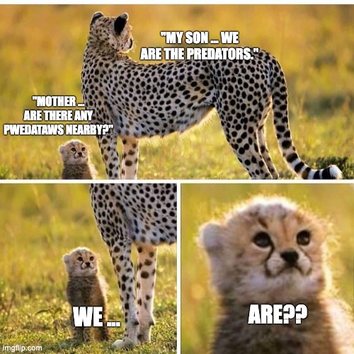 He must be very confused! | "MY SON ... WE ARE THE PREDATORS."; "MOTHER ... ARE THERE ANY PWEDATAWS NEARBY?"; ARE?? WE ... | image tagged in cheetah mom with scared cub | made w/ Imgflip meme maker