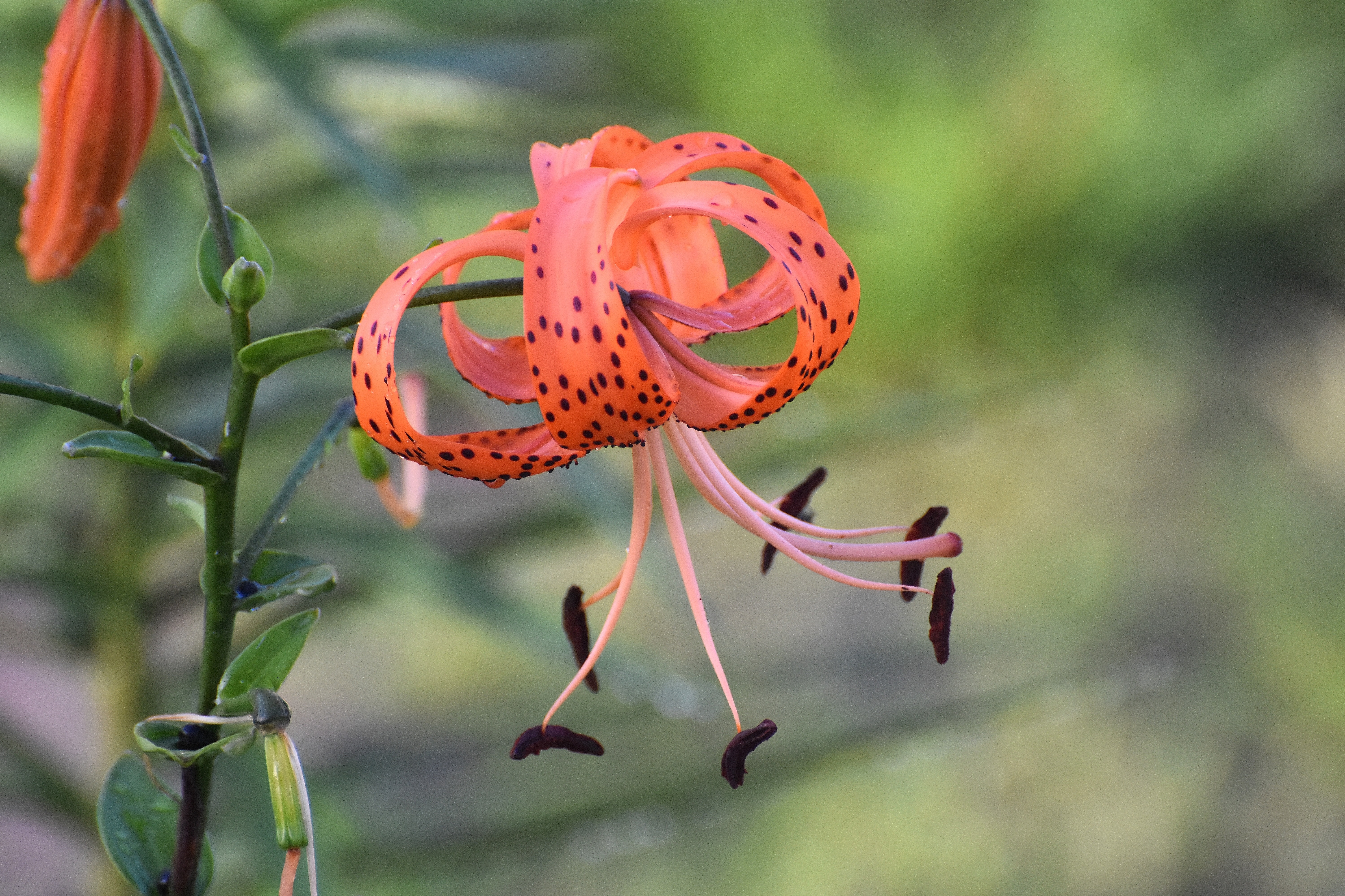 tiger lilly | made w/ Imgflip meme maker