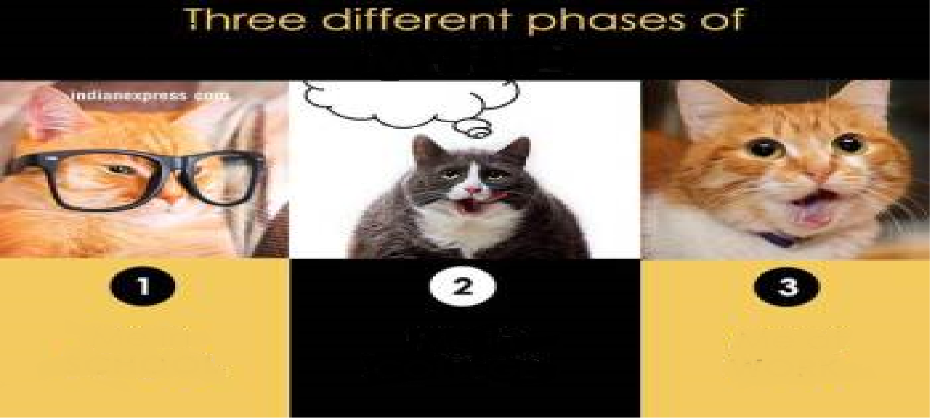 High Quality 3 different phases Blank Meme Template