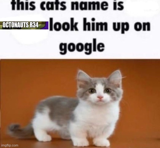 this cats name is x look him up on google | image tagged in this cats name is x look him up on google | made w/ Imgflip meme maker