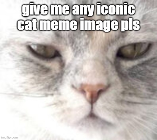 pls? | give me any iconic cat meme image pls | image tagged in cat,pls | made w/ Imgflip meme maker
