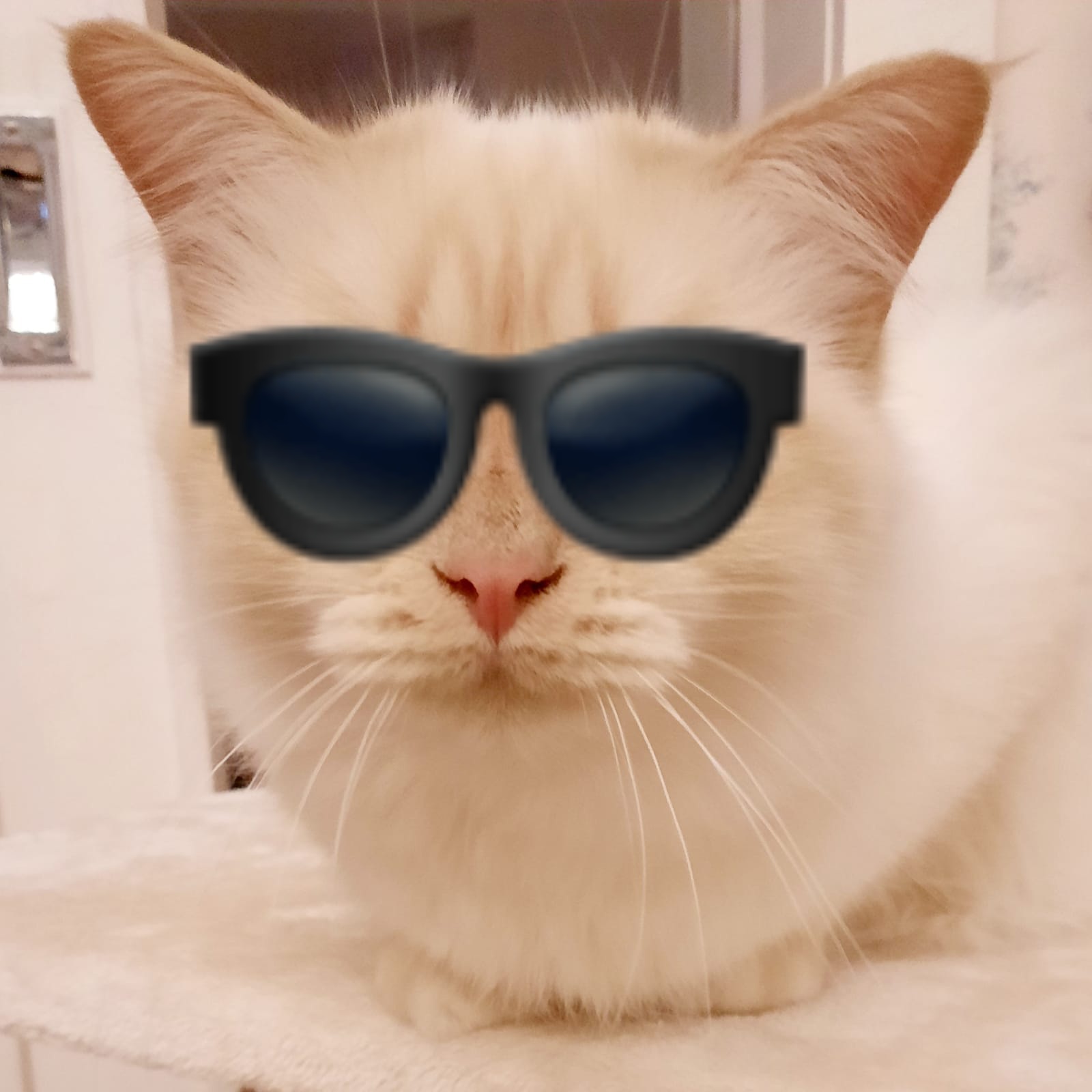 High Quality Cat with Sunglasses Emoji Blank Meme Template