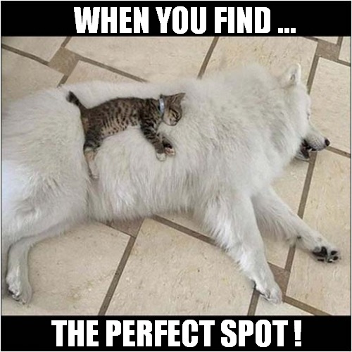 Snooze Time ! | WHEN YOU FIND ... THE PERFECT SPOT ! | image tagged in cats,kitten,dog,snooze | made w/ Imgflip meme maker