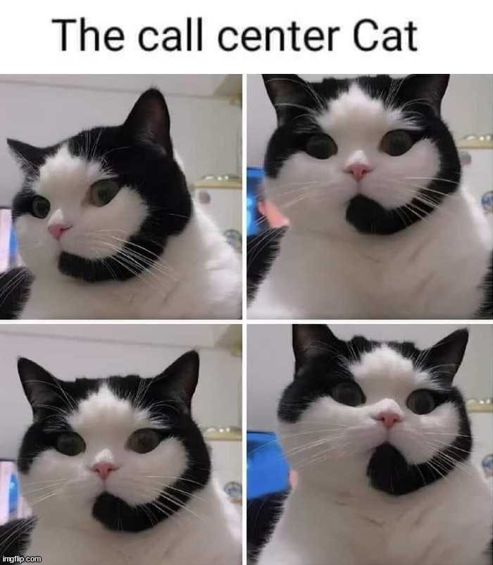 When you need support | image tagged in cats | made w/ Imgflip meme maker