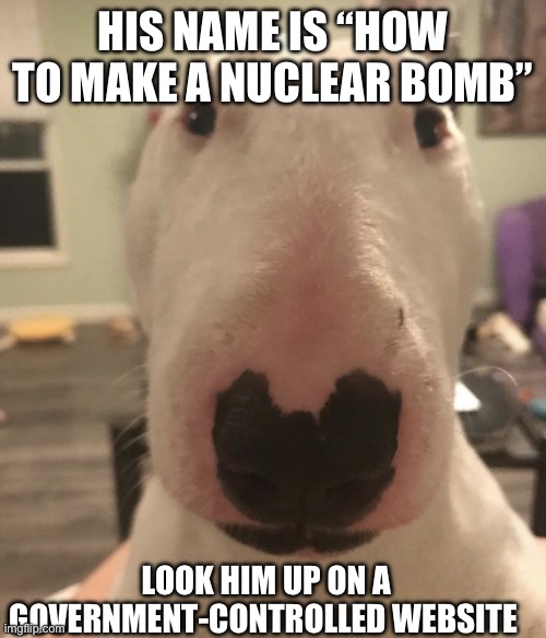 walter the dog (his name nelson) | HIS NAME IS “HOW TO MAKE A NUCLEAR BOMB”; LOOK HIM UP ON A GOVERNMENT-CONTROLLED WEBSITE | image tagged in walter the dog his name nelson | made w/ Imgflip meme maker