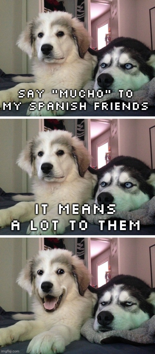 Bad pun dogs | say "mucho" to my spanish friends; It means a lot to them | image tagged in bad pun dogs | made w/ Imgflip meme maker