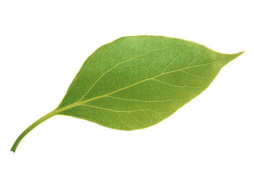 Leaf Blank Meme Template