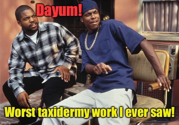 Dayum | Dayum! Worst taxidermy work I ever saw! | image tagged in dayum | made w/ Imgflip meme maker