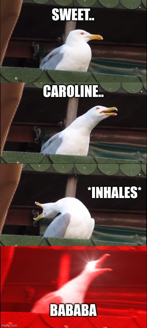 Inhaling Seagull | SWEET.. CAROLINE.. *INHALES*; BABABA | image tagged in memes,inhaling seagull | made w/ Imgflip meme maker