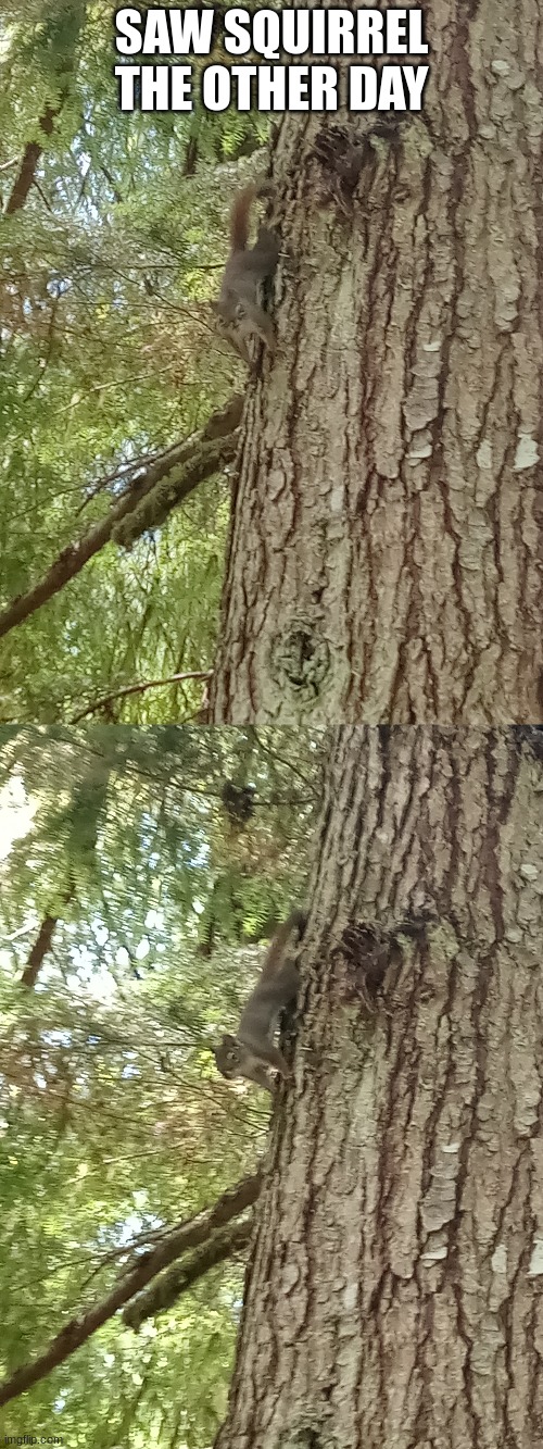 SAW SQUIRREL THE OTHER DAY | image tagged in fun,squirrel,funny | made w/ Imgflip meme maker