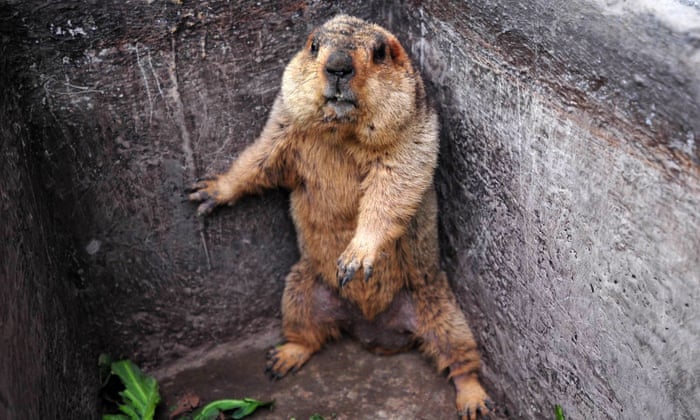 High Quality Silence of the groundhogs Blank Meme Template