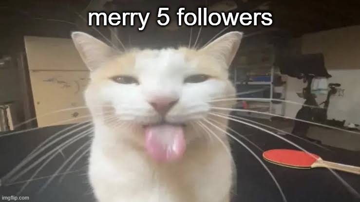 blehh | merry 5 followers | image tagged in milly the silly cat bleh cat | made w/ Imgflip meme maker