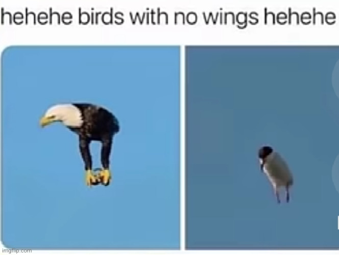 and they still fly somehow | image tagged in birds,wings,funny,what the heck,photoshop,lol | made w/ Imgflip meme maker