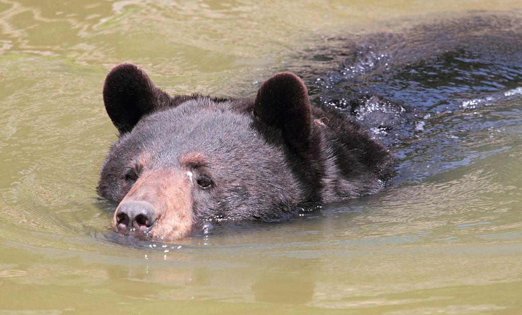 High Quality Black bear swimming Blank Meme Template