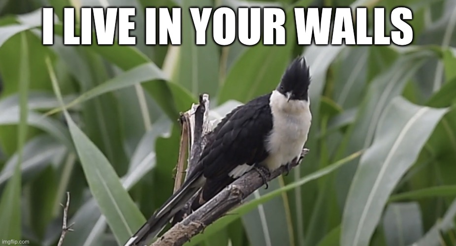 This birdie lives in your walls /j | I LIVE IN YOUR WALLS | image tagged in staring cuckoo,walls,bird,funny,dark humor | made w/ Imgflip meme maker