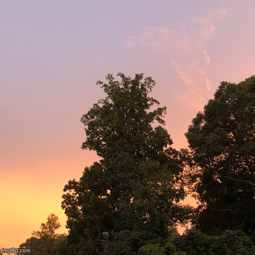 The sky in my backyard | image tagged in sunset,trees,pretty,backyard | made w/ Imgflip meme maker