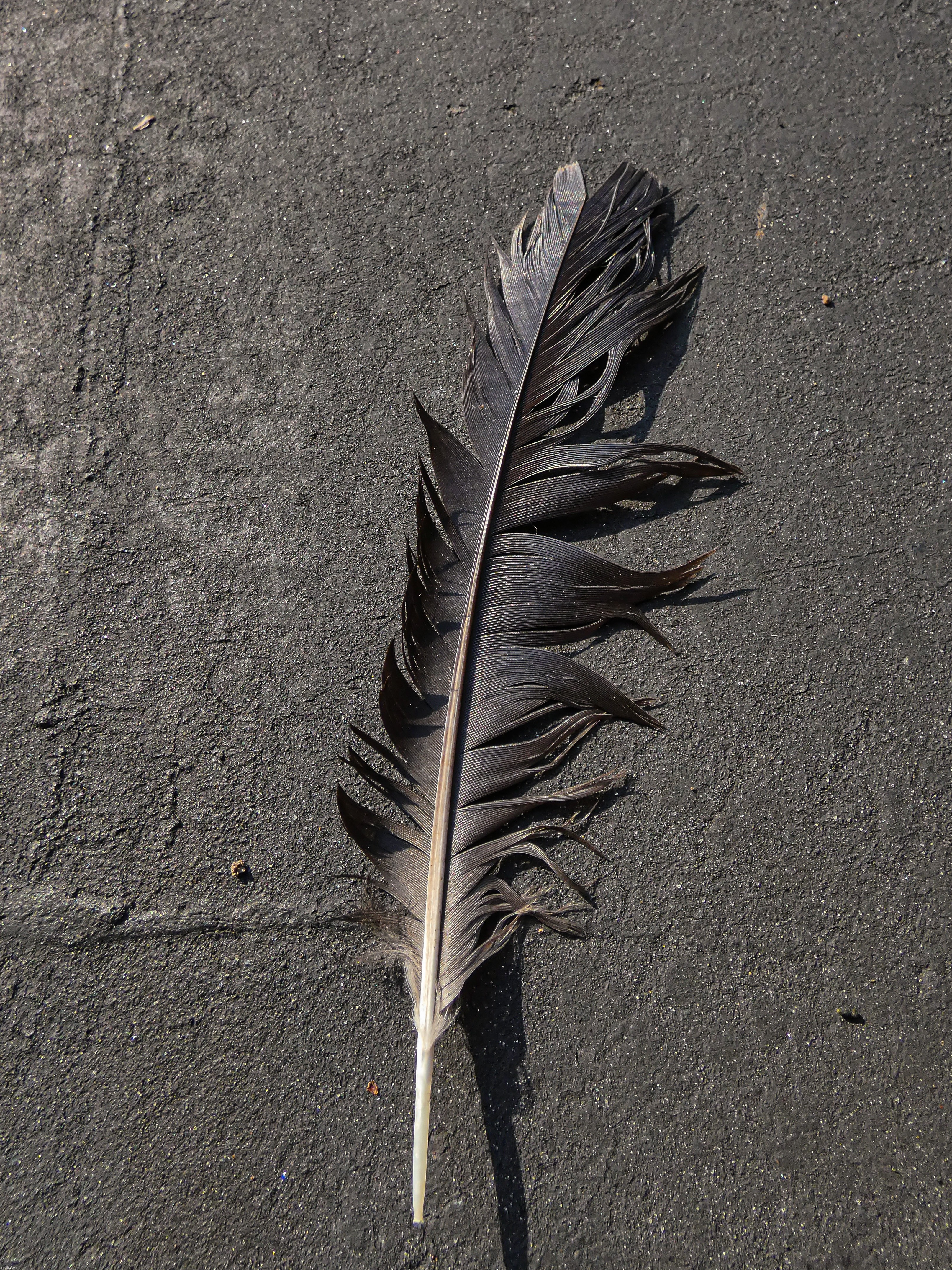 I found a really cool crow feather on the ground today! | image tagged in share your own photos | made w/ Imgflip meme maker