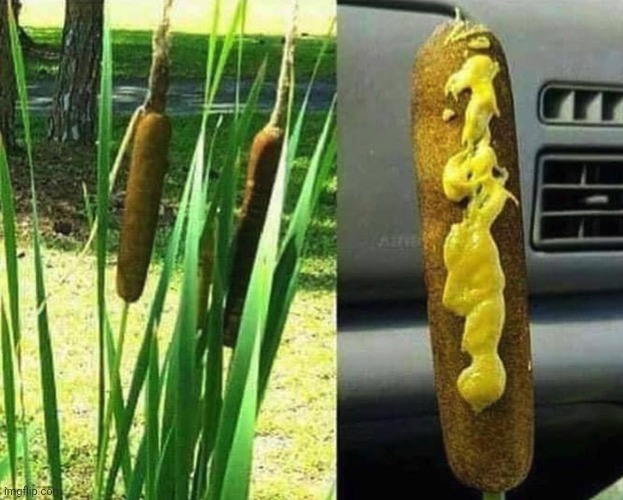 corndog | made w/ Imgflip meme maker