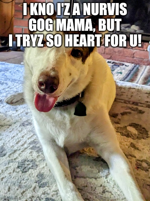 Dave tha nervis gog | I KNO I'Z A NURVIS GOG MAMA, BUT I TRYZ SO HEART FOR U! | image tagged in cute dog | made w/ Imgflip meme maker