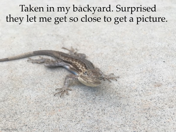 Lizard stare | Taken in my backyard. Surprised they let me get so close to get a picture. | image tagged in hmmmmmmm | made w/ Imgflip meme maker