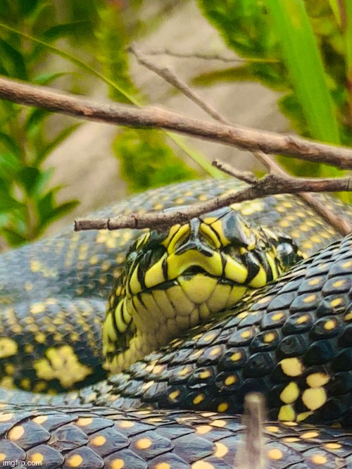 Diamond python I found on a hike today | made w/ Imgflip meme maker
