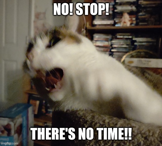 There's no time | NO! STOP! THERE'S NO TIME!! | image tagged in cats,cat,stop,funny,funny memes,panic | made w/ Imgflip meme maker