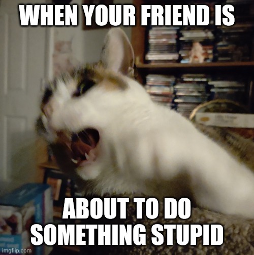 Stop! | WHEN YOUR FRIEND IS; ABOUT TO DO SOMETHING STUPID | image tagged in panic cat,stop,friends | made w/ Imgflip meme maker