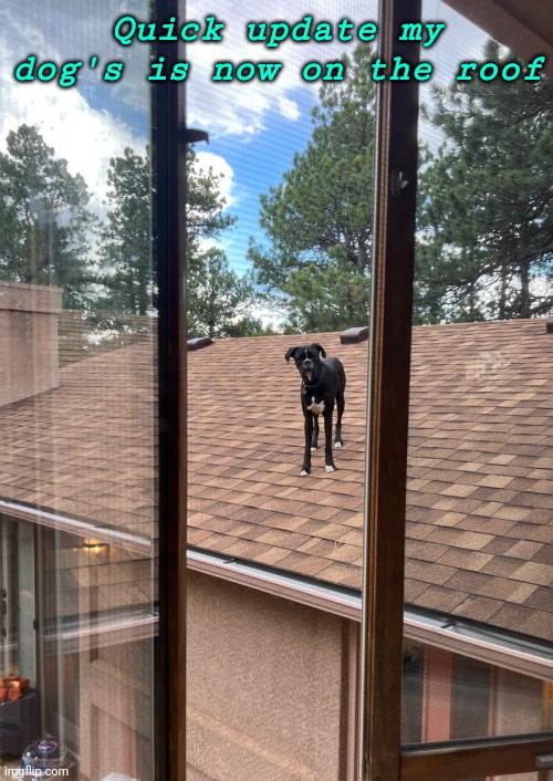 We got him down and he safe dw | Quick update my dog's is now on the roof | image tagged in dog,roof,cool | made w/ Imgflip meme maker